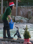 London Zoo - Top 10 Christmas things to do in London - Kinleigh Folkard & Hayward